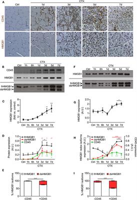 Oxidation of HMGB1 Is a Dynamically Regulated Process in Physiological and Pathological Conditions